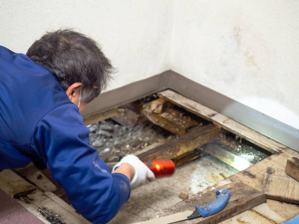 Best Mold Testing  in Los Ranchos De Albuquerque, NM