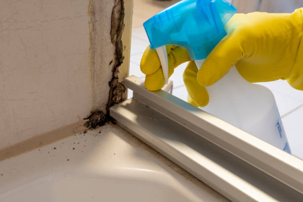 Best Professional Mold Removal  in Los Ranchos De Albuquerque, NM