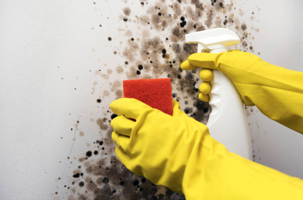 Best Office Mold Removal Services  in Los Ranchos De Albuquerque, NM