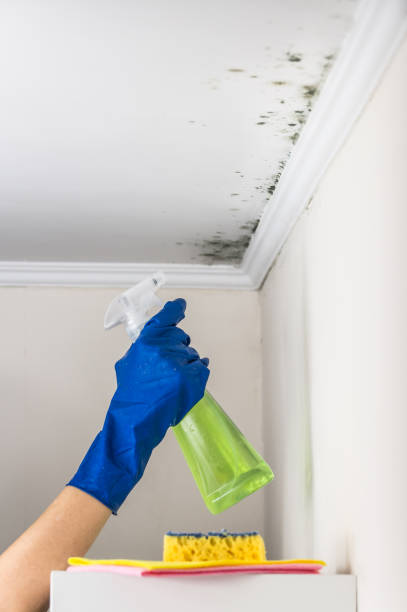 Best Commercial Mold Removal  in Los Ranchos De Albuquerque, NM